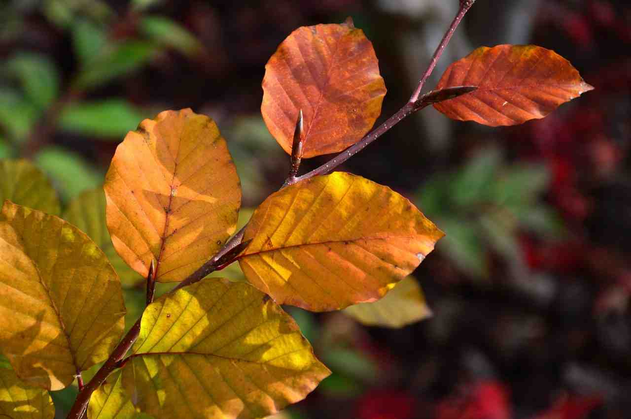 feuilles, feuilles d'automne, branche